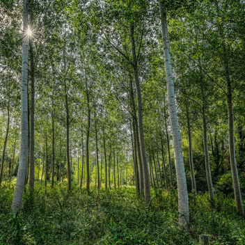 Wood - Free image #455751